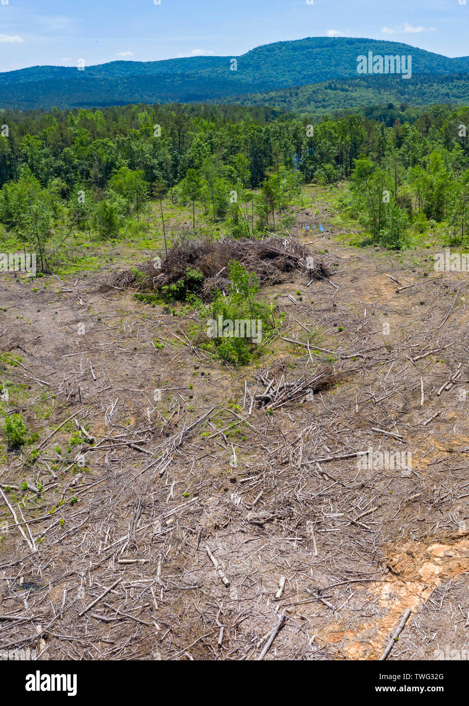 Williams Junction, Arkansas - A logging clear-cut in Ouachita National Forest. Stock Photo