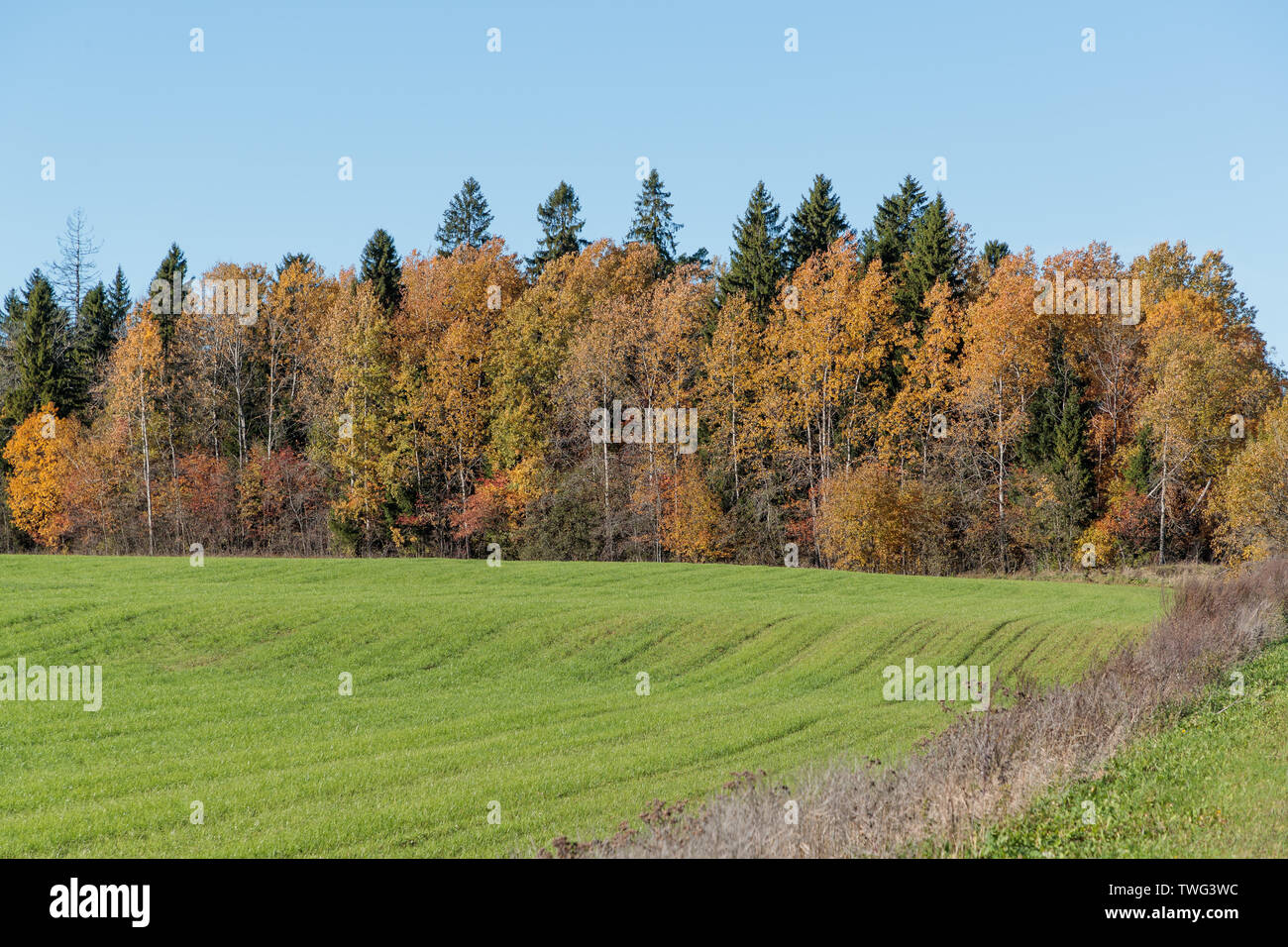 autumn landscape with bright colors in the daytime Stock Photo - Alamy