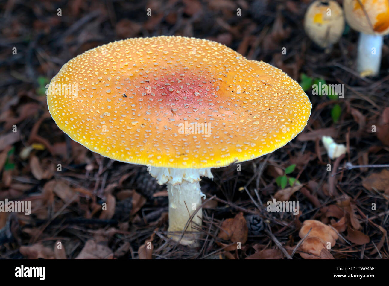 Close-up image of a large  blusher mushrooms (Amanita rubescens), Newton, Massachusetts, USA Stock Photo