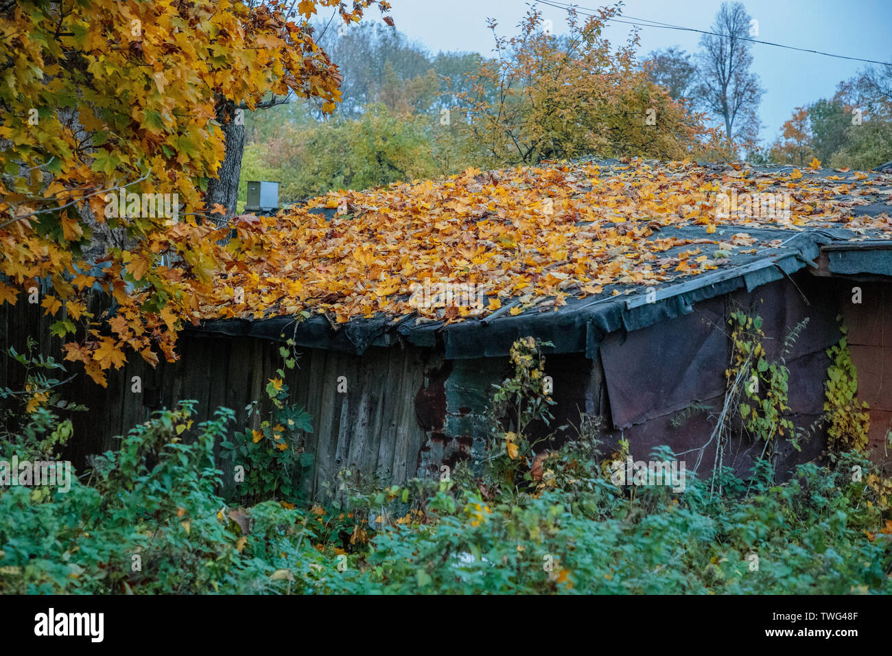 autumn landscape with bright colors in the daytime Stock Photo - Alamy