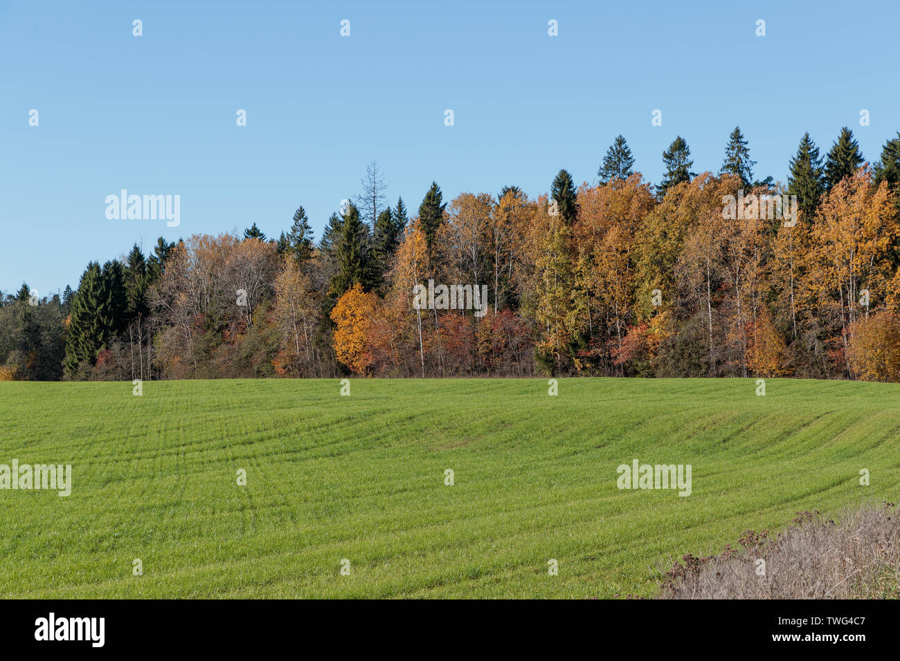 autumn landscape with bright colors in the daytime Stock Photo - Alamy