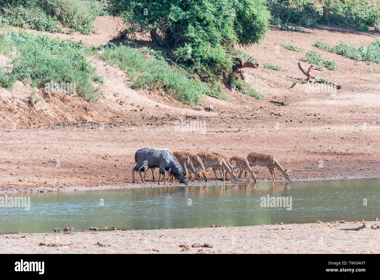 A nyala bull, Tragelaphus angasii, a young bull and cows drinking water in the Levuvhu River Stock Photo