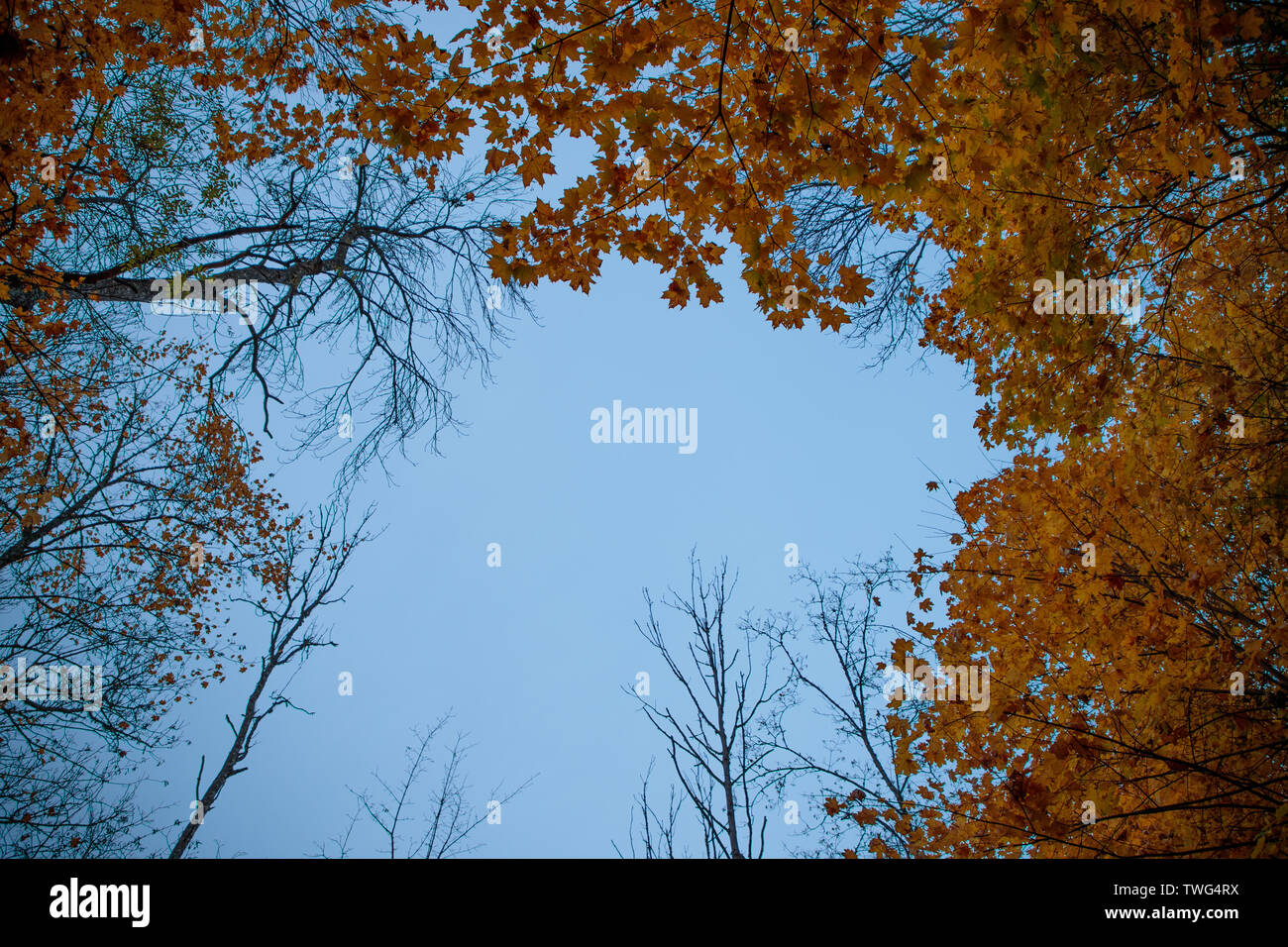 autumn landscape with bright colors in the daytime Stock Photo - Alamy