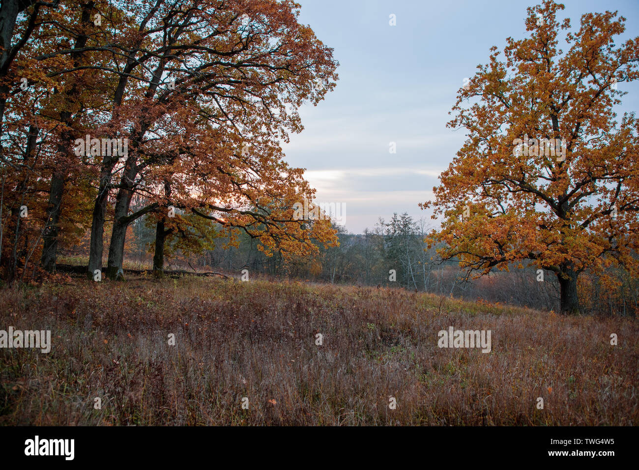 autumn landscape with bright colors in the daytime Stock Photo - Alamy