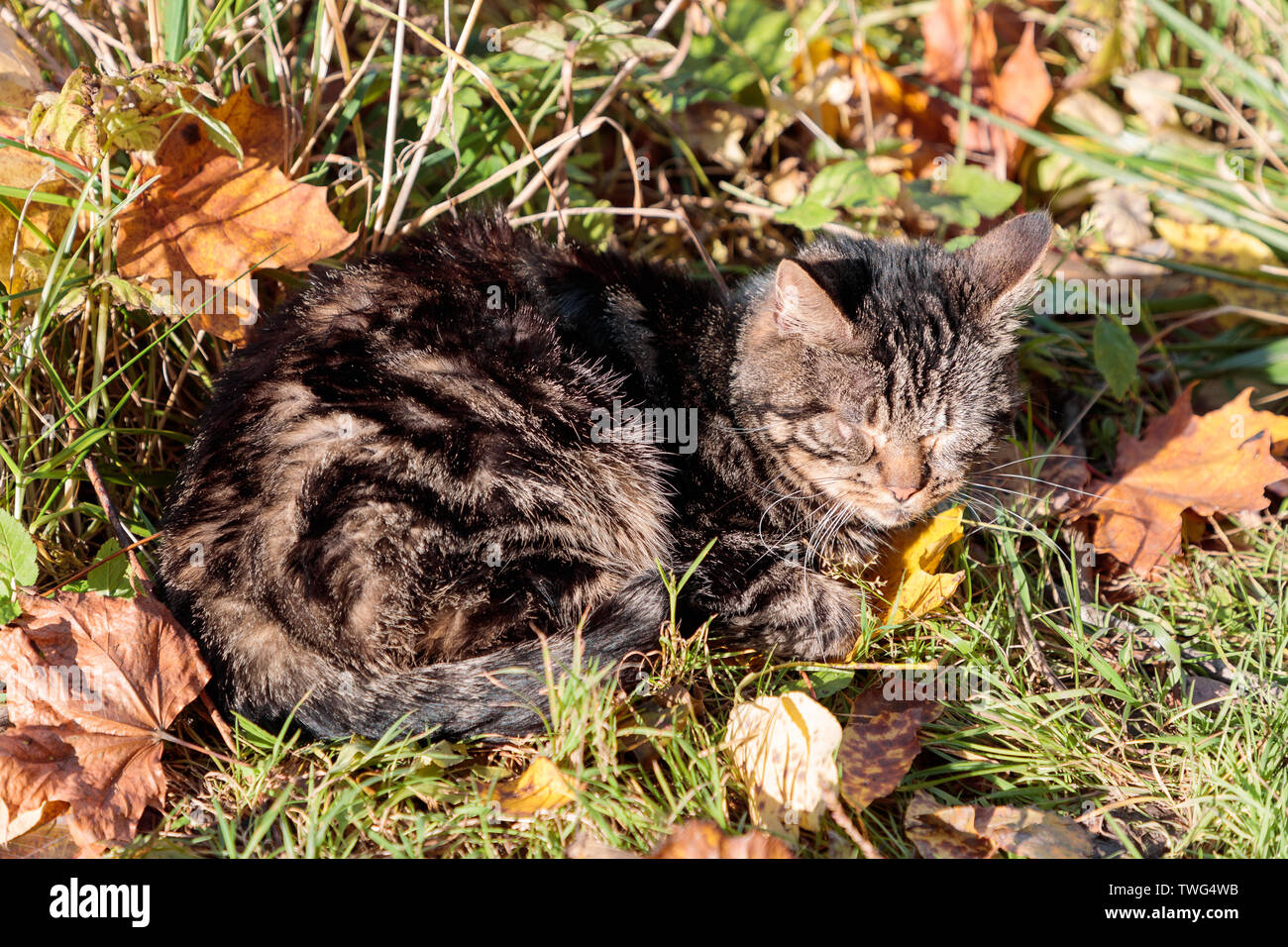 gray cat with closed eyes basking in the sun in the autumn Stock Photo