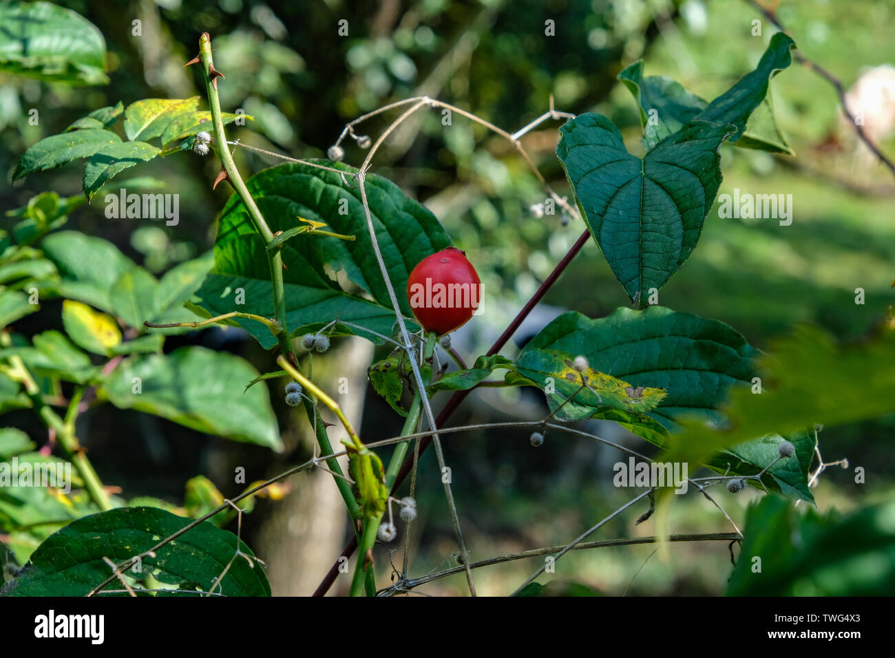 Single red rose on tree hi-res stock photography and images - Alamy