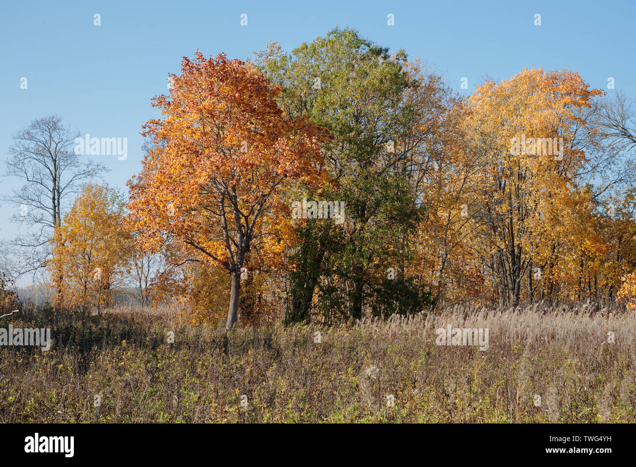 autumn landscape with bright colors in the daytime Stock Photo - Alamy
