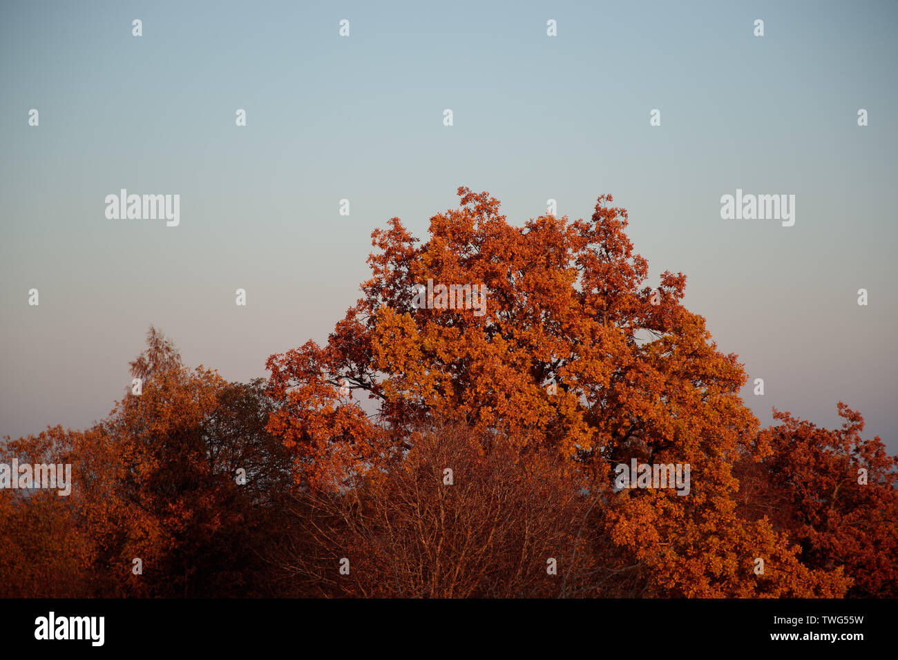 autumn landscape with bright colors in the daytime Stock Photo - Alamy