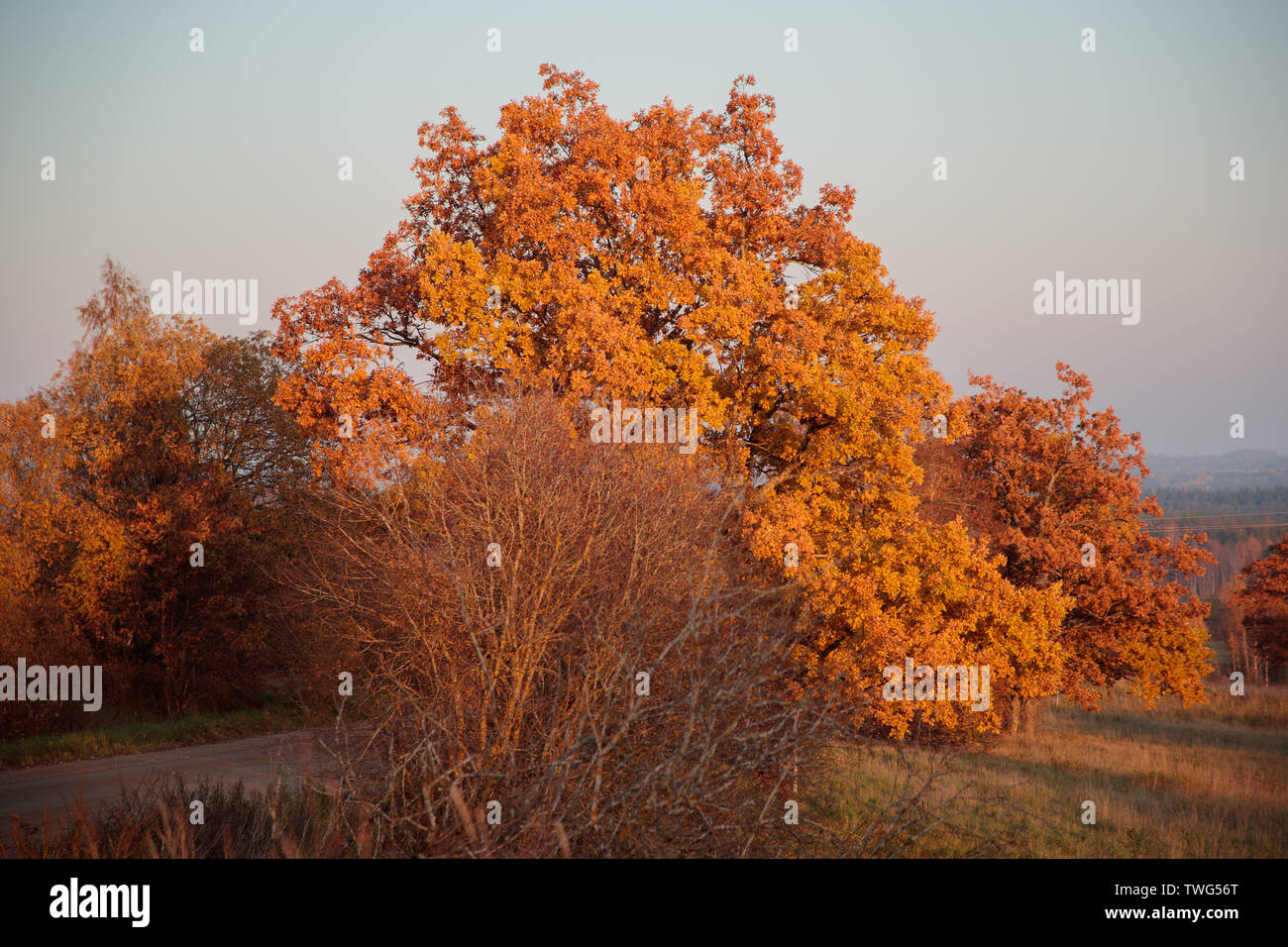 autumn landscape with bright colors in the daytime Stock Photo - Alamy