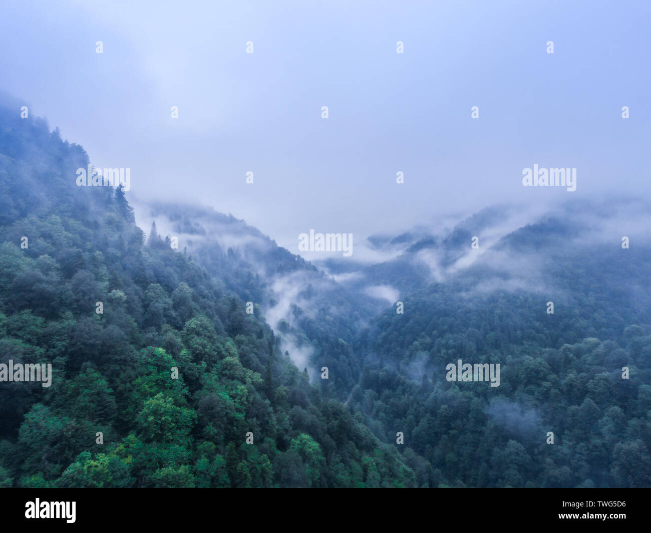 Aerial view. Morning fog over the forest in mountain Stock Photo - Alamy