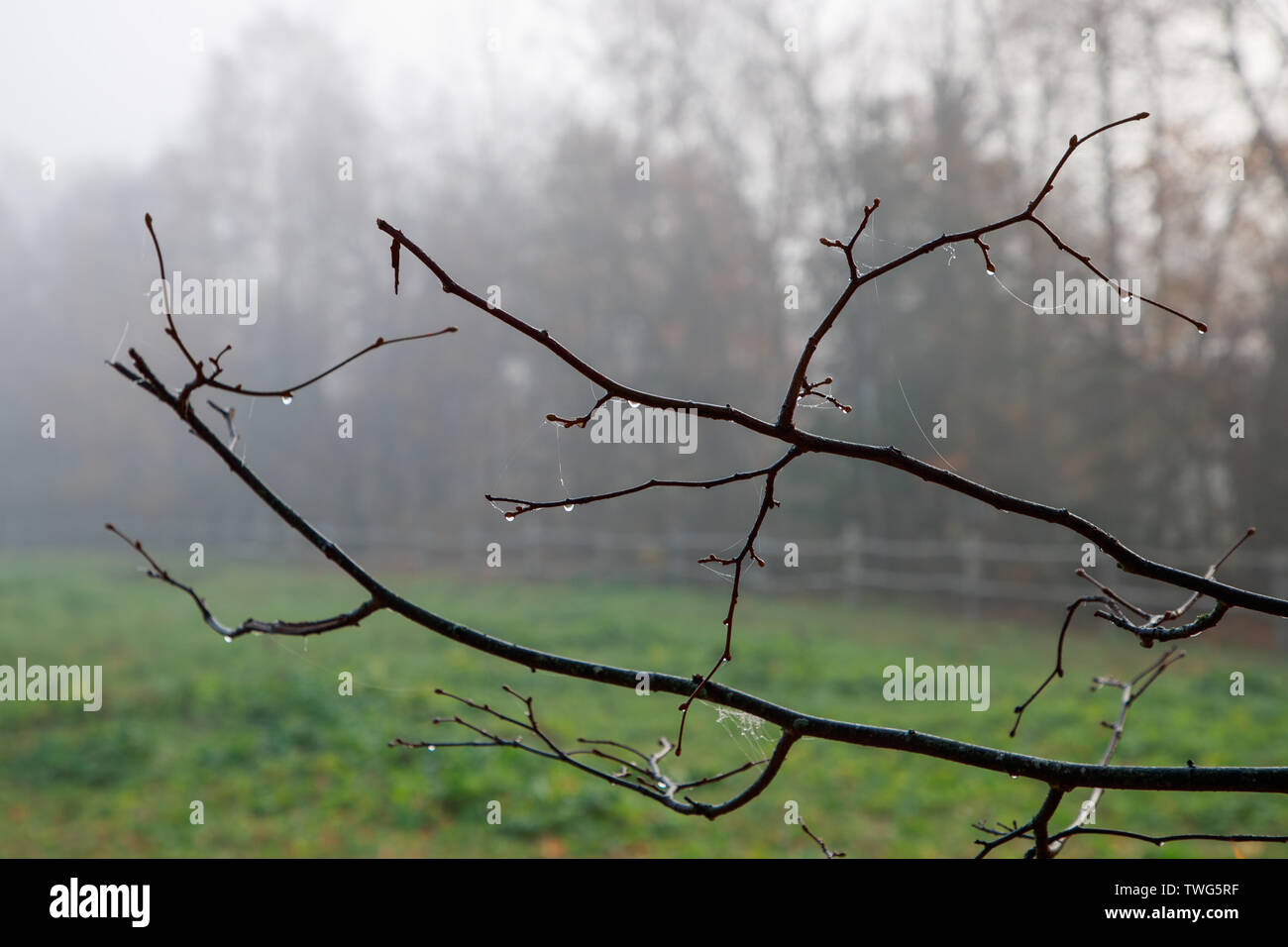 frail and thin branches of the tree after the rain covered with cobwebs ...