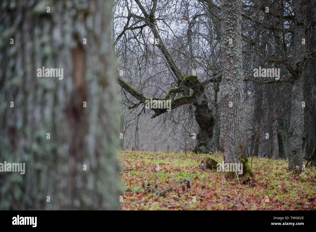 Beautiful forest image hi-res stock photography and images - Alamy
