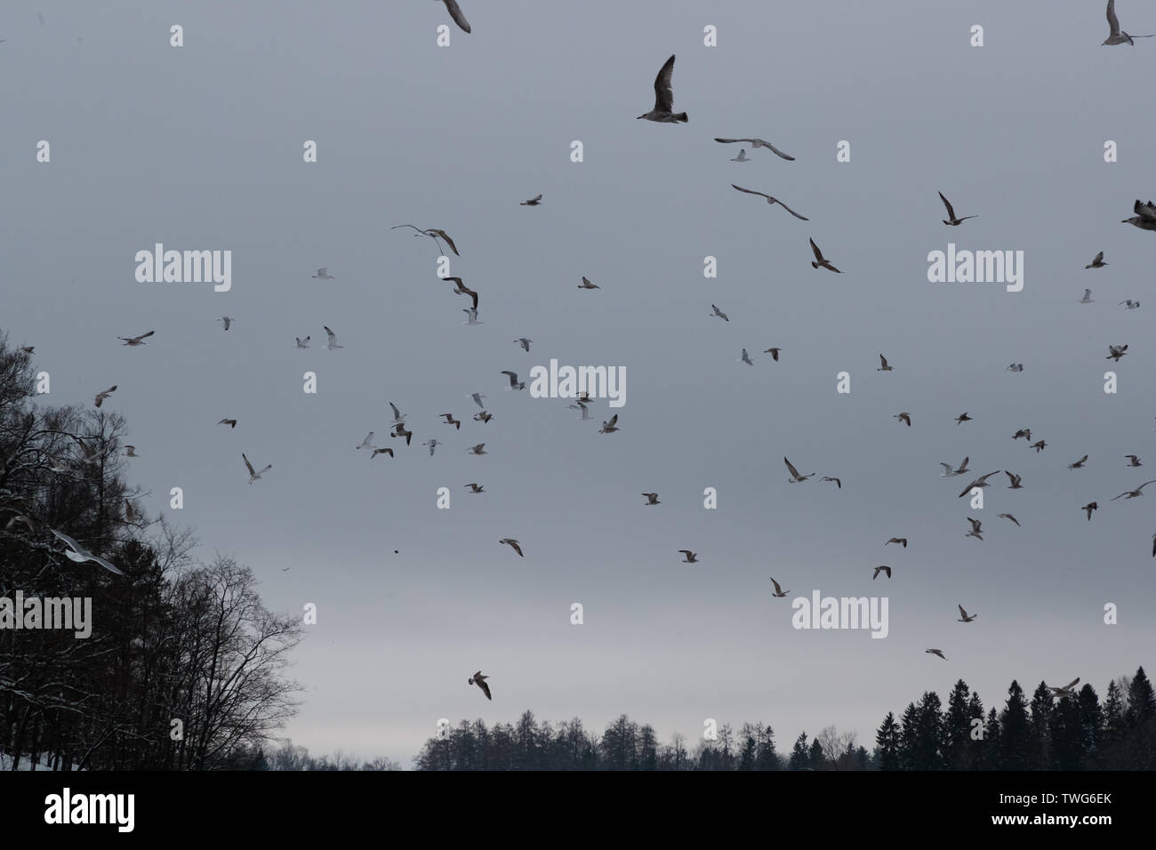 flock of birds in the sky in the evening Stock Photo
