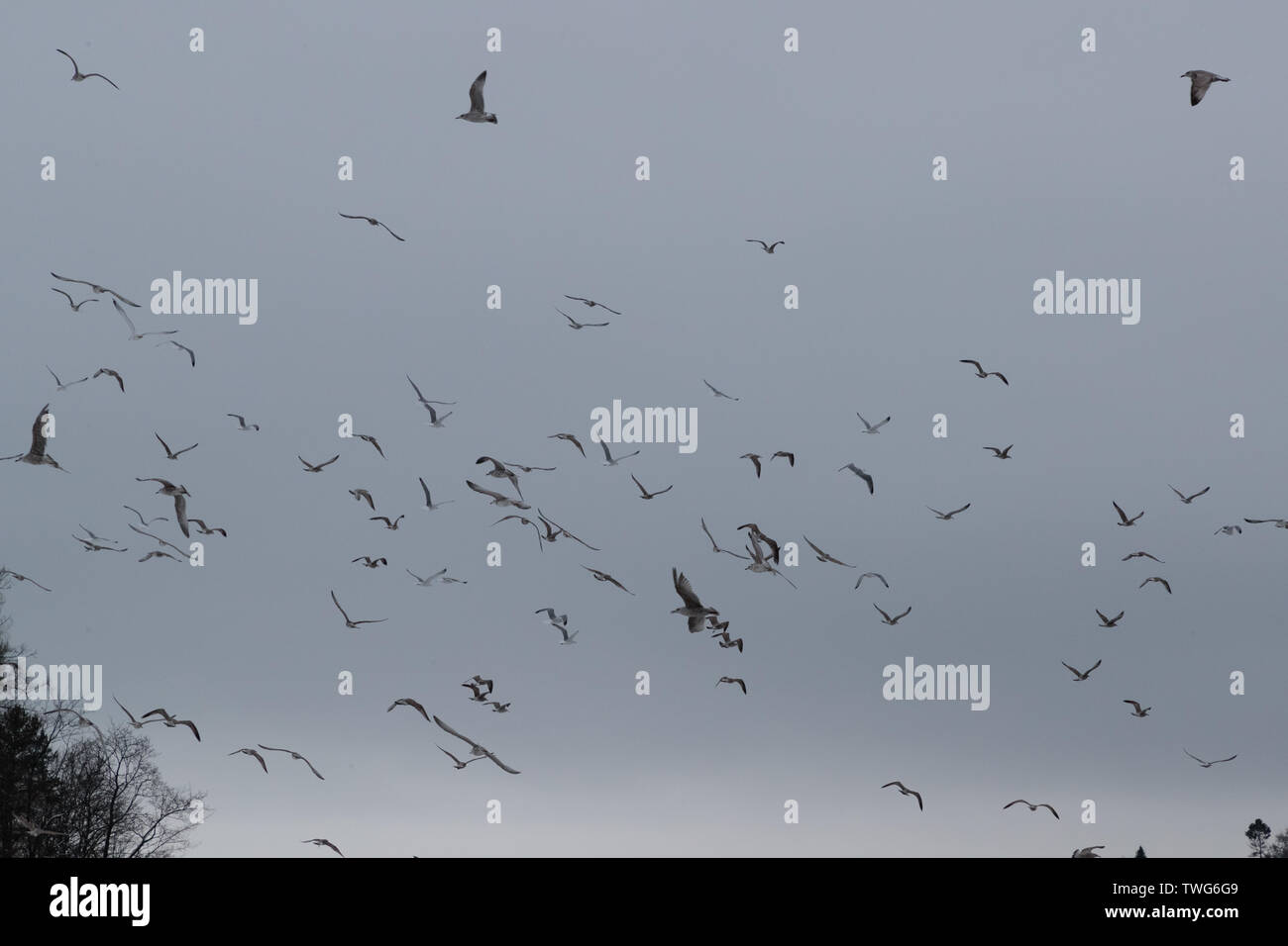 flock of birds in the sky in the evening Stock Photo