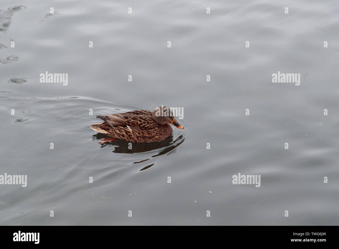 duck in the water in the evening Stock Photo