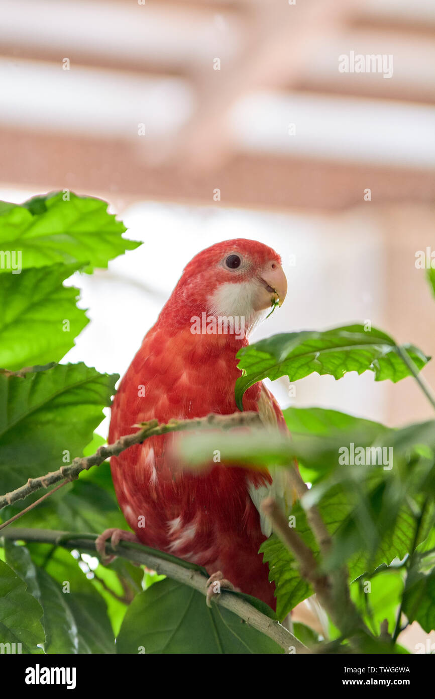 Rosella parrot color ruby sitting on a branch of a Chinese rose. Indoor  photoshooting with daylight Stock Photo - Alamy