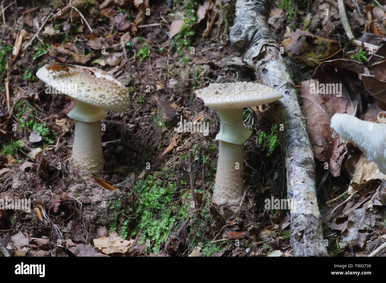 The Blusher Fungi (Amanita rubescens) on the Floor of Hembury Woods. Dartmoor, Devon, UK. Stock Photo