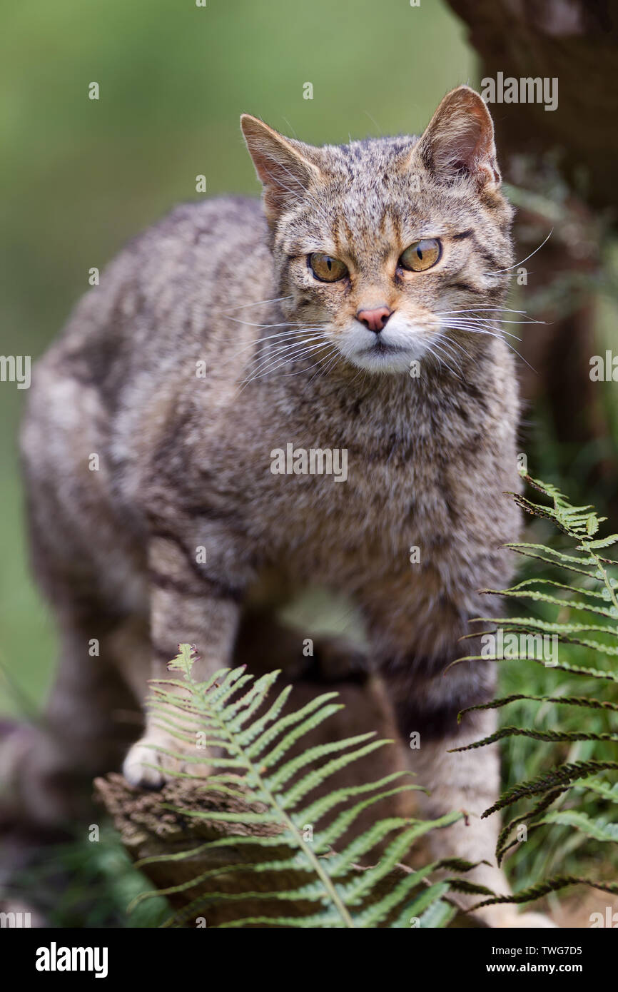 Scottish Wildcat kitten (Felis sylvestris) standing in long grass , Devon, UK Stock Photo
