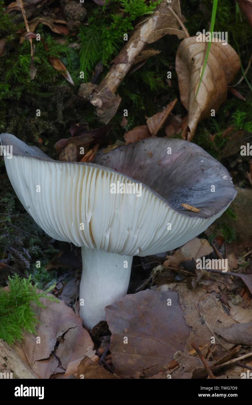 The Charcoal Burner (Russula cyanoxantha) Hembury Woods, Buckfastleigh