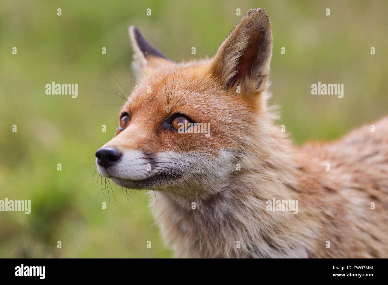 Red fox (Vulpes vulpes) close up head shot, Devon, UK Stock Photo