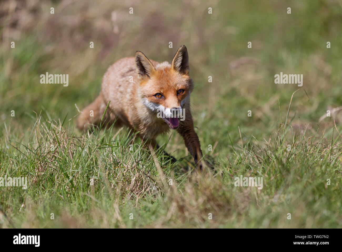 Red fox (Vulpes vulpes) running across a grassy field, Devon, UK Stock Photo