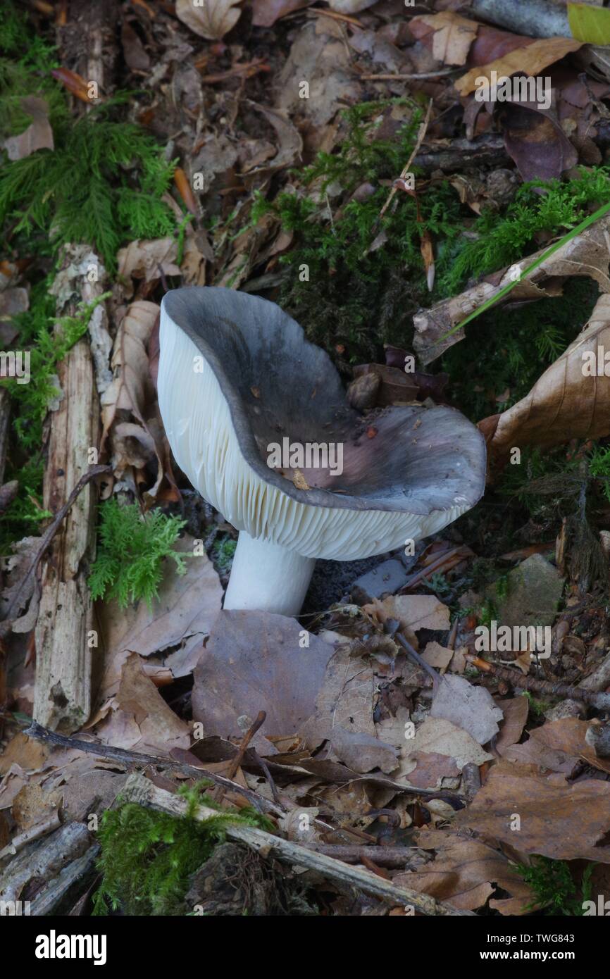 The Charcoal Burner (Russula cyanoxantha) Hembury Woods, Buckfastleigh
