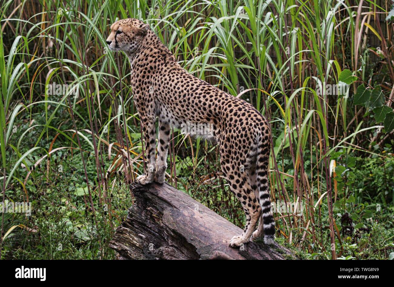 Anmal photography hi-res stock photography and images - Alamy