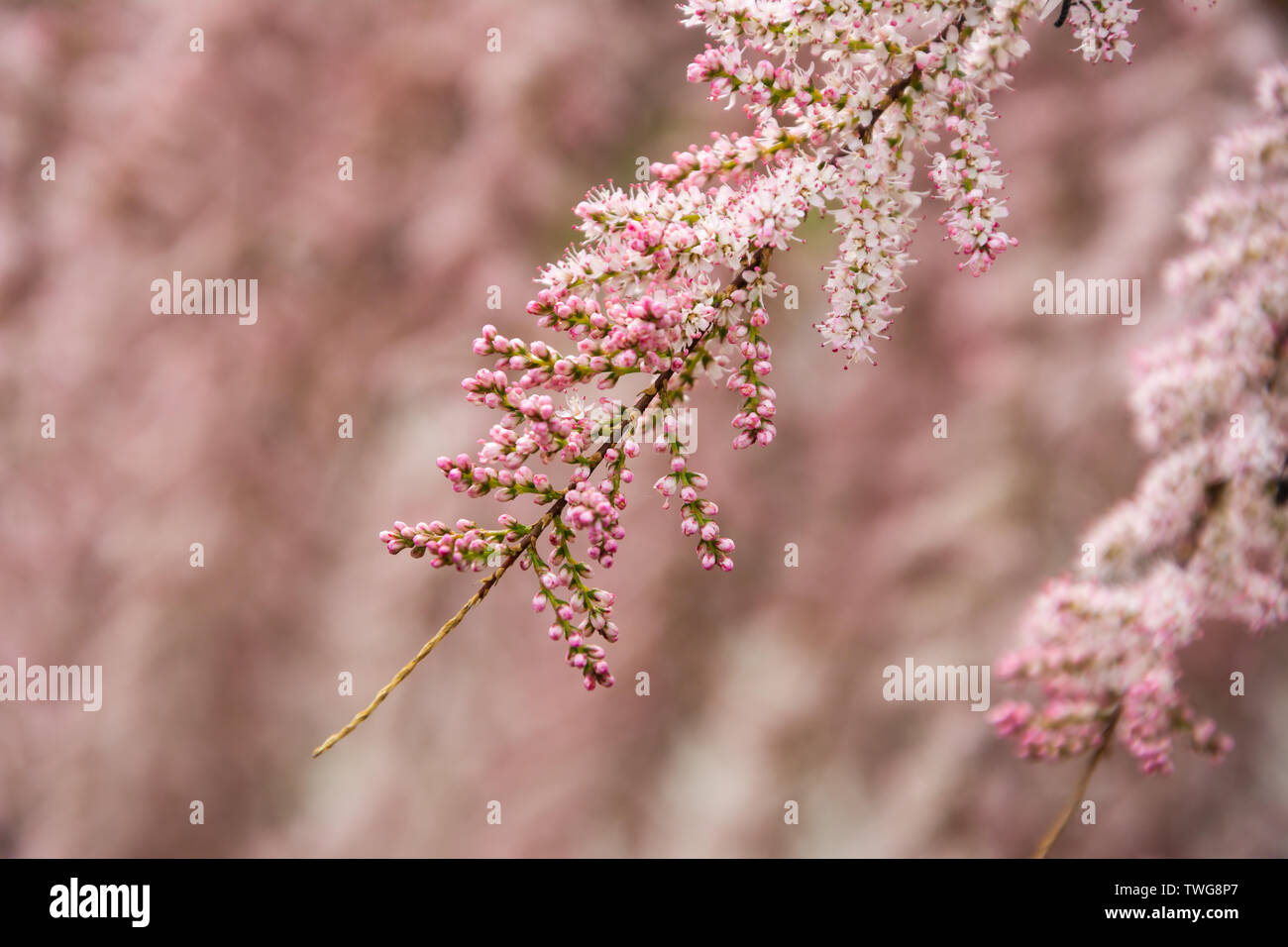 Tamarix bushes blossom tamarix gallica twiggy shrub covered with pink flowers Stock Photo