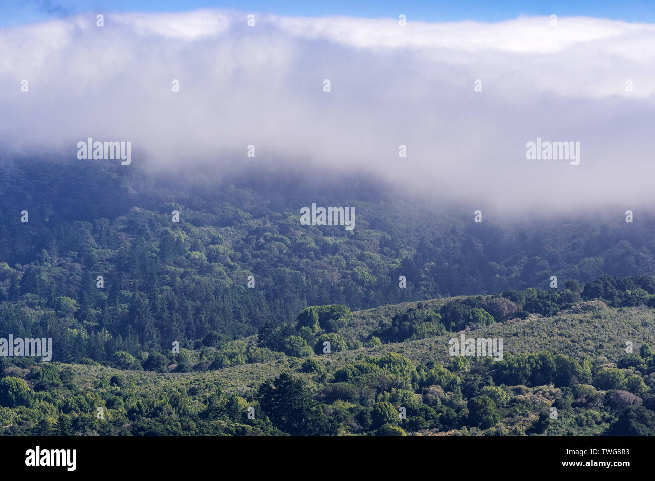 Chaparral Shrubs High Resolution Stock Photography and Images Alamy