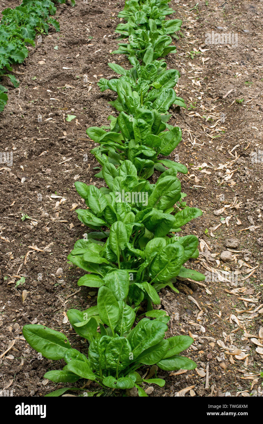 Spinach in the home garden. Its leaves are a common edible vegetable