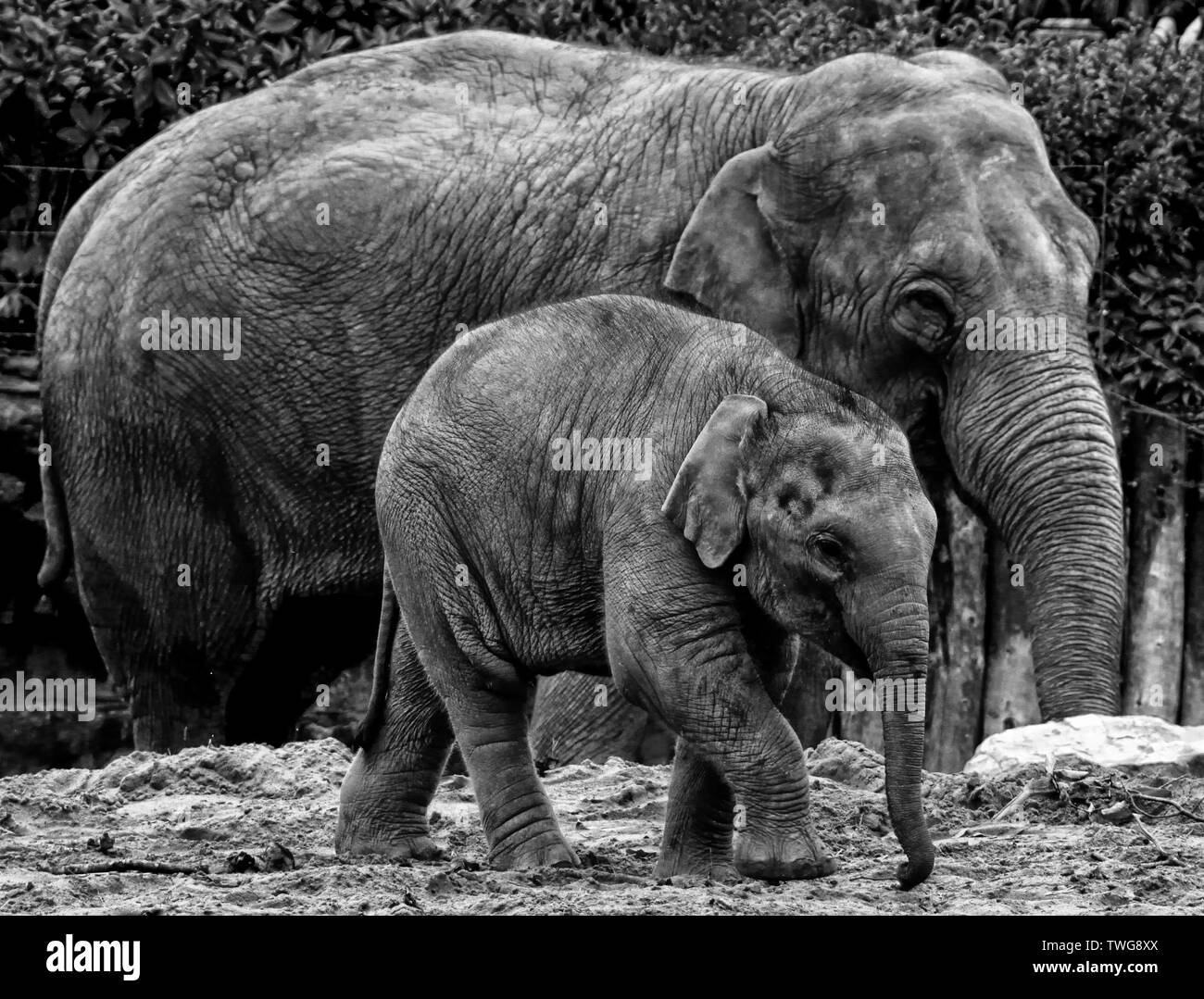 Zoo Animals and wildlife in Cheshire credit Ian Fairbrother/Alamy Stock Photos Stock Photo