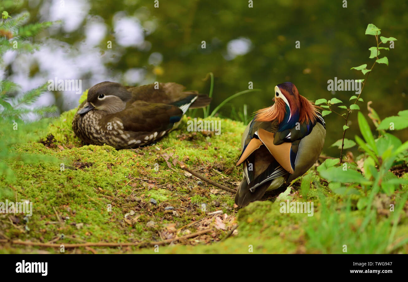 A pair of mandarin ducks. Stock Photo