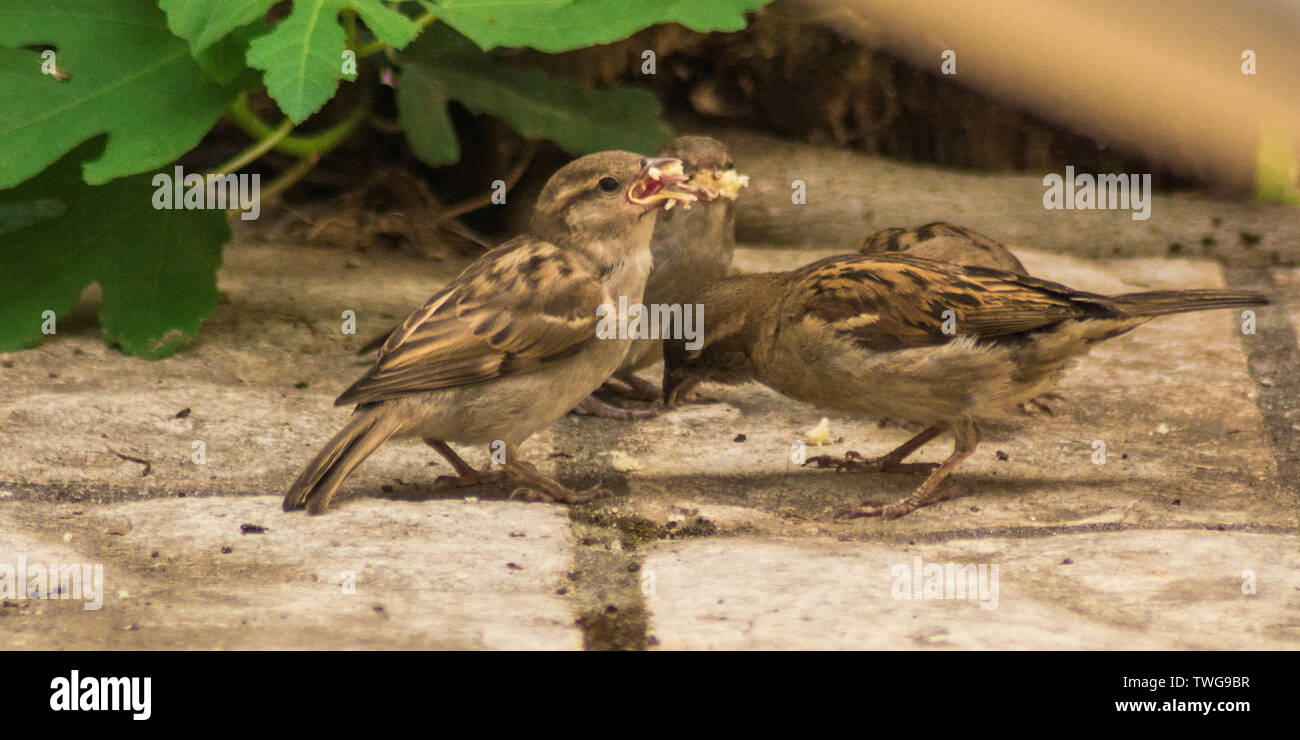 Sparrows feeding their chicks Stock Photo Alamy