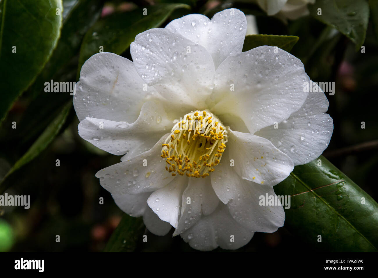 White japanese camellia hi-res stock photography and images - Alamy