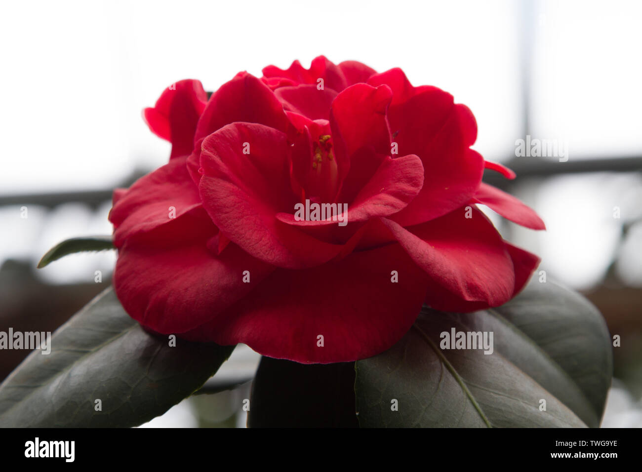 Close-up of a blooming red camellia Stock Photo