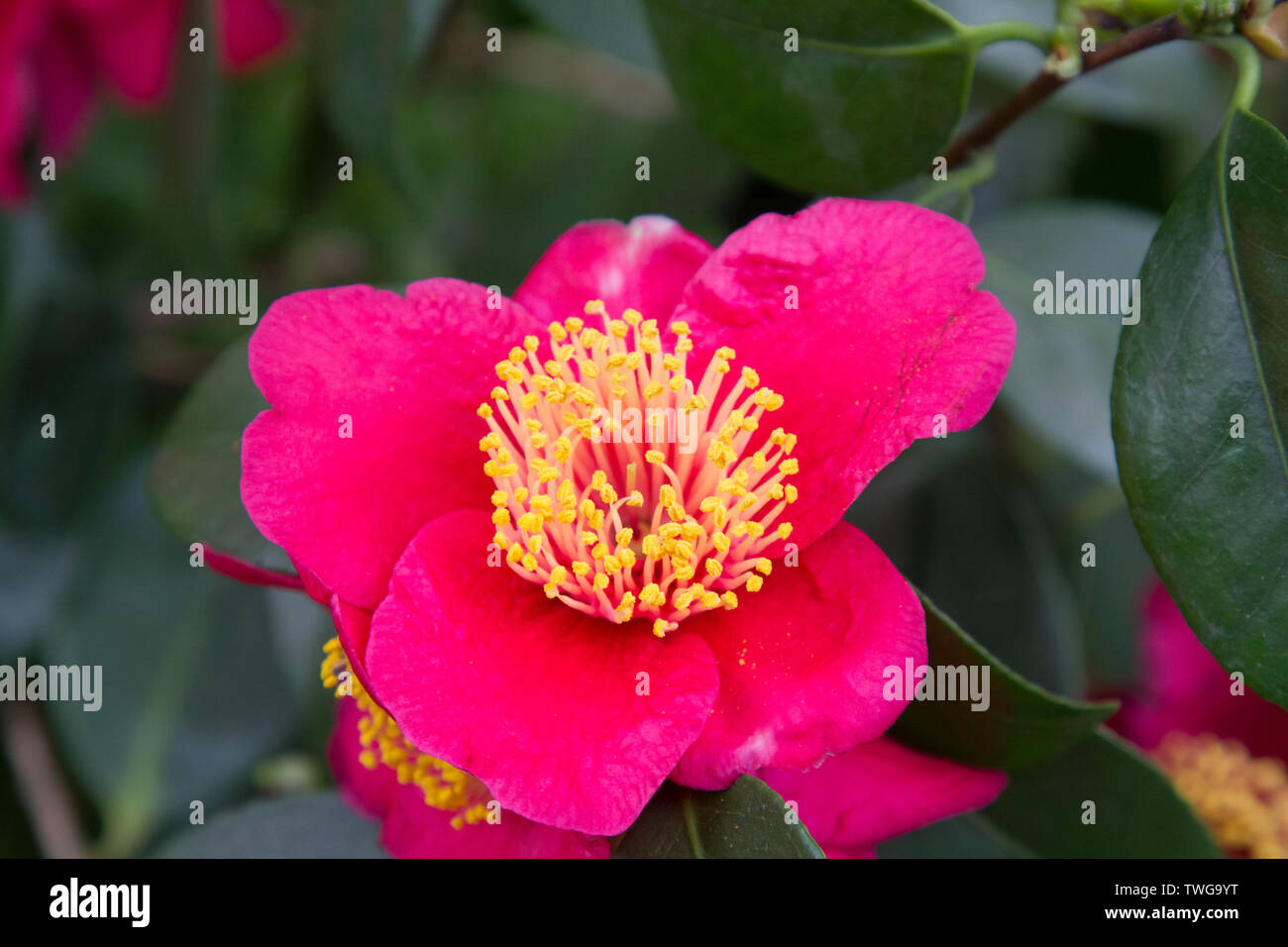 Close-up of a blooming red camellia Stock Photo