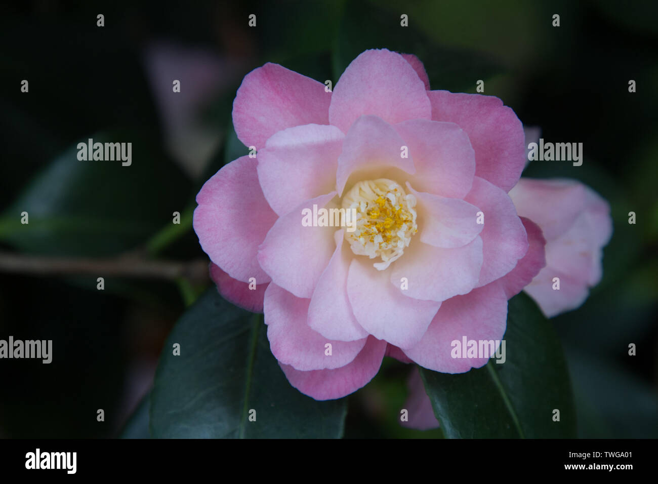 Close-up of a blooming pink camellia Stock Photo
