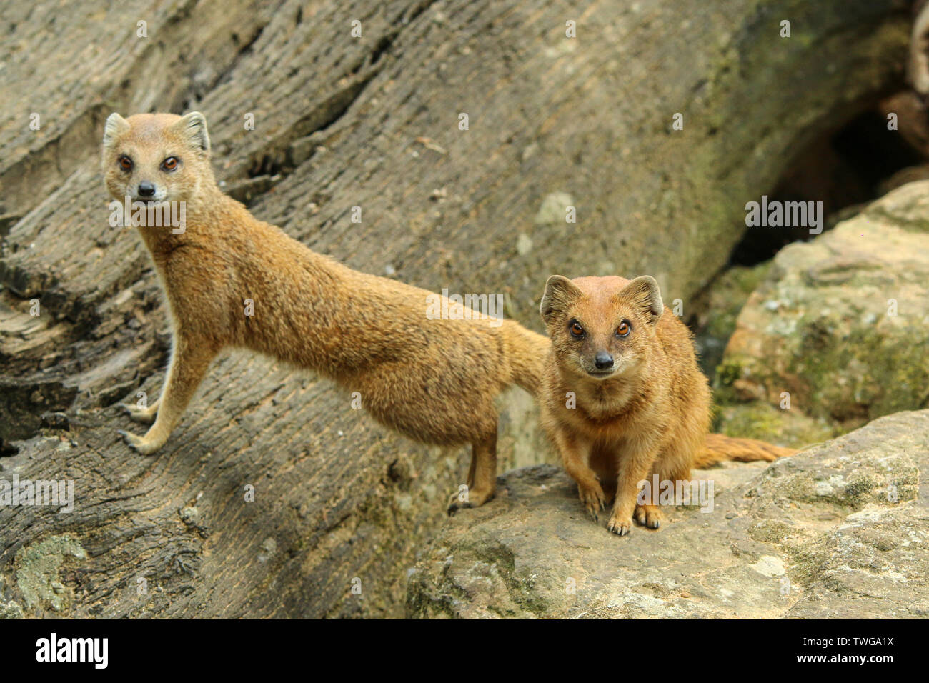 The portrait of two cute mongooses in the zoological garden. Stock Photo