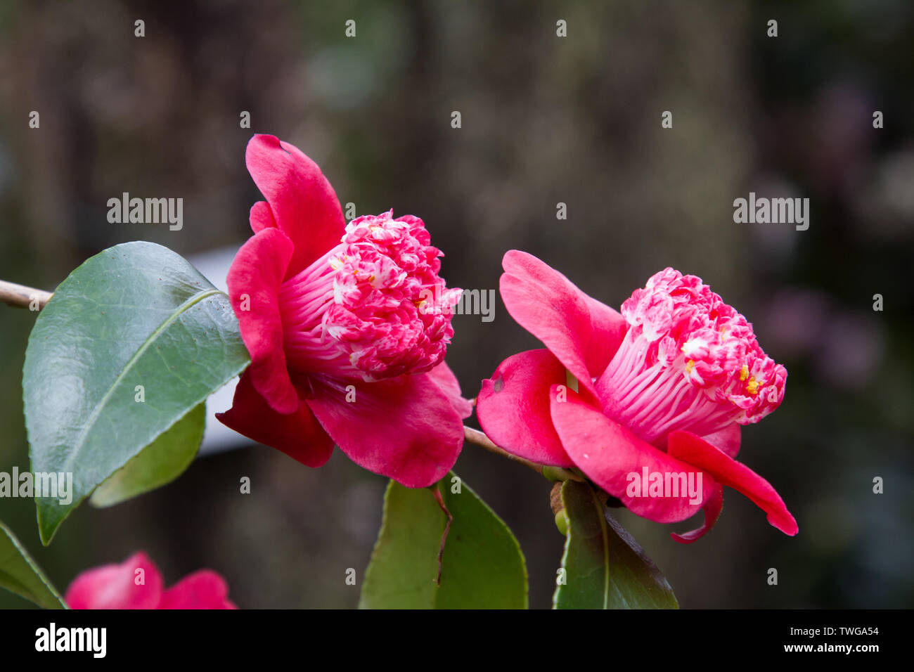 Close-up of a Camellia blooming in red and pink Stock Photo