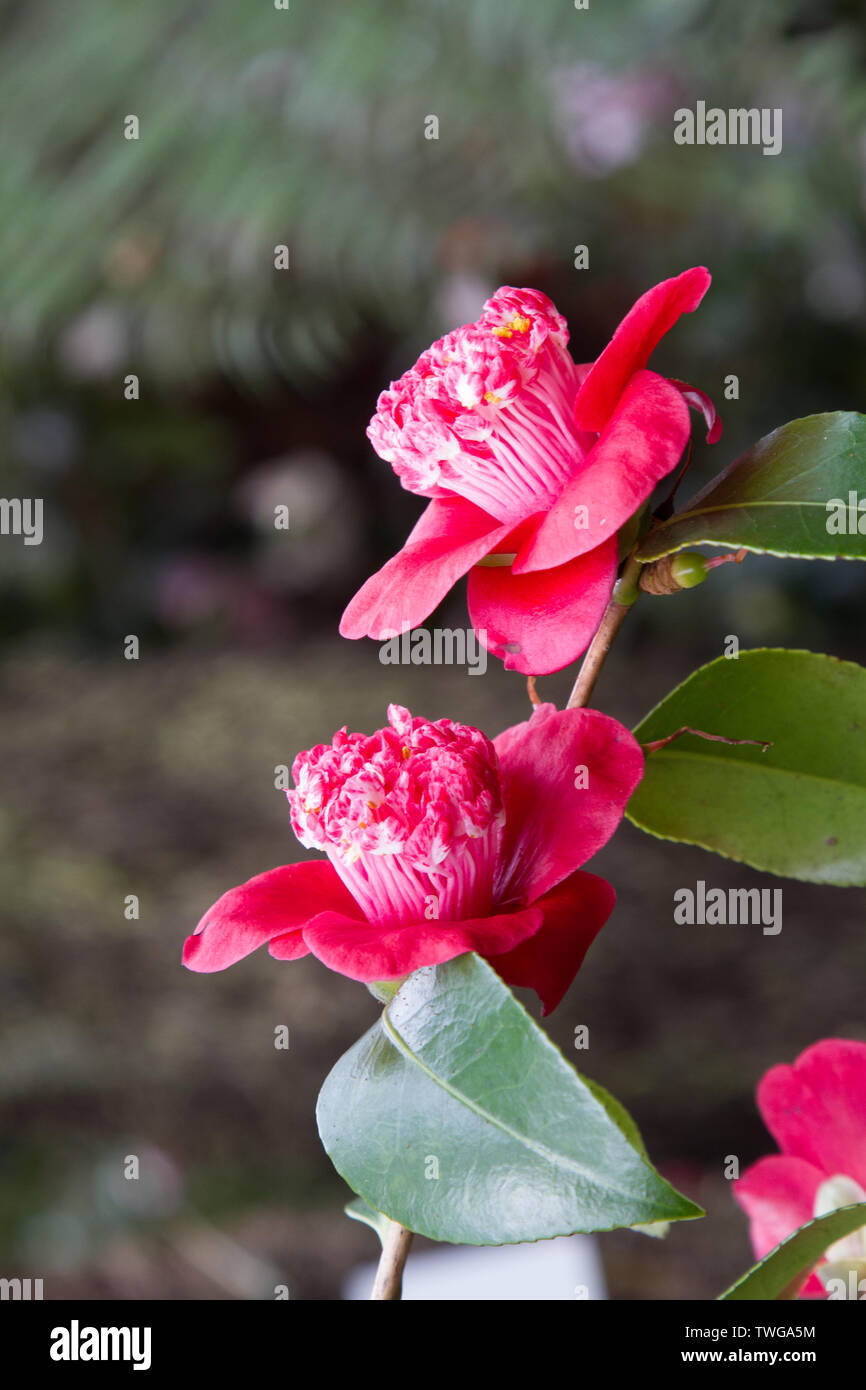 Close-up of a Camellia blooming in red and pink Stock Photo
