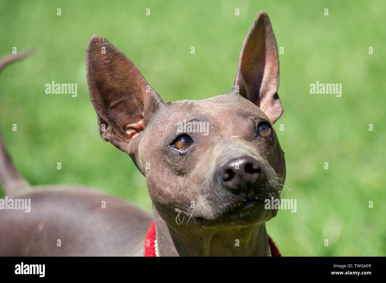 American hairless terrier hires stock photography and images Alamy