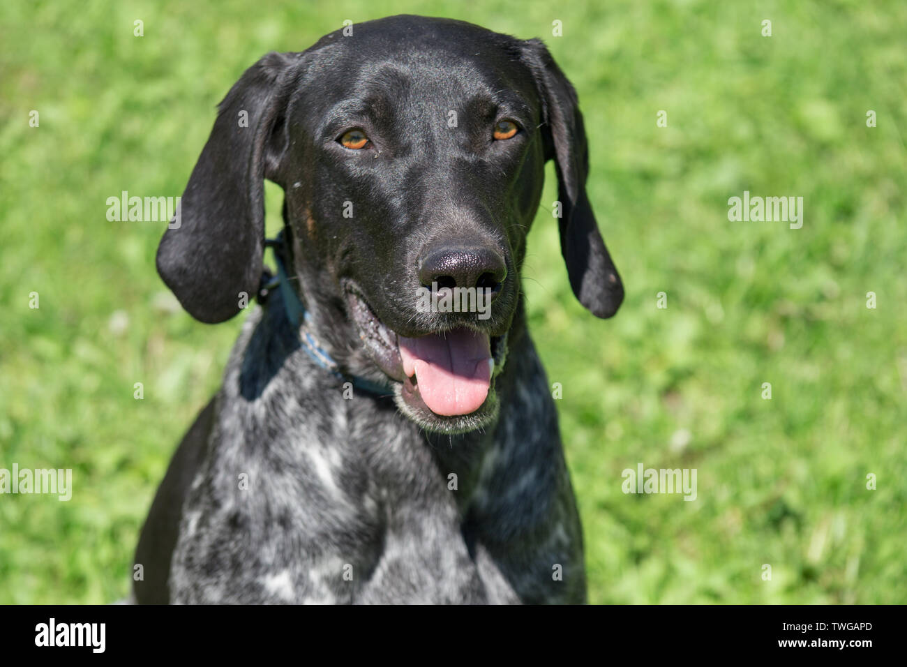 Portrait of norwegian sports mestizo. Cross-breed pointer, kurzhaar and ...