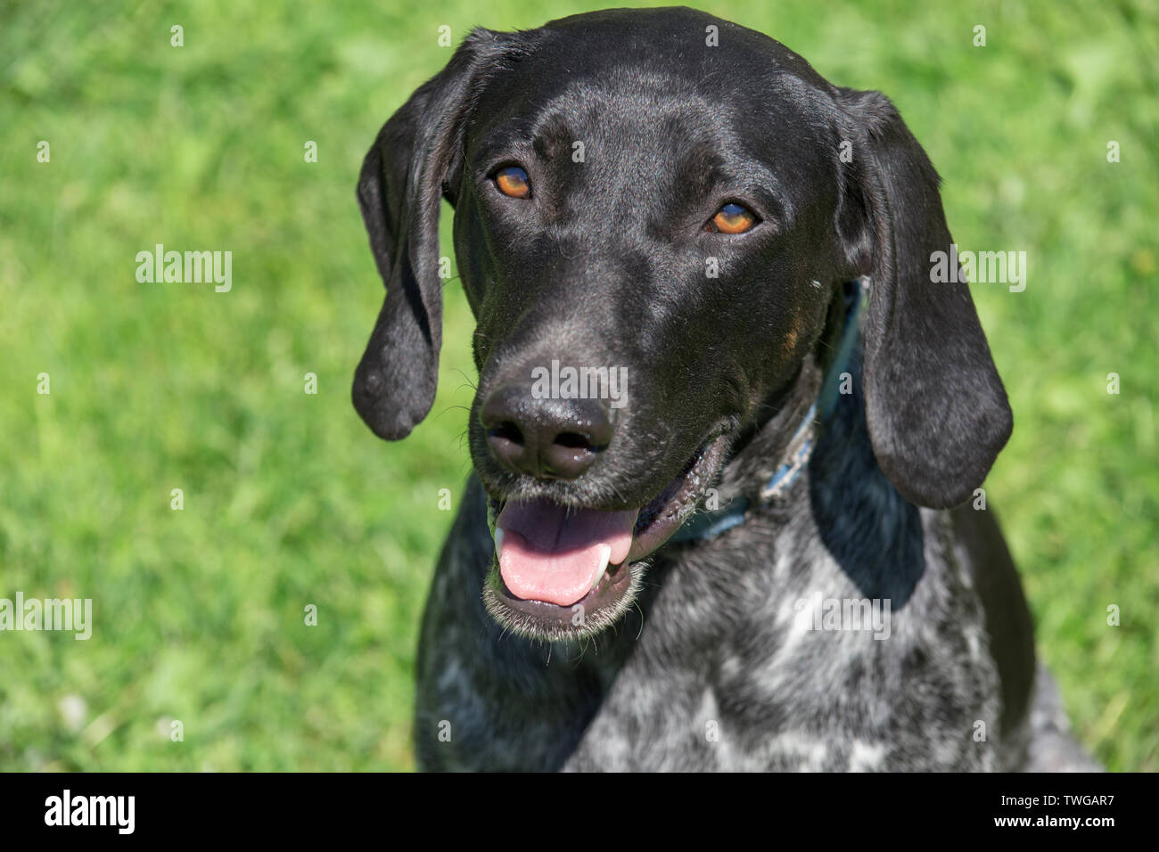 Norwegian sports mestizo is looking at the camera. Cross-breed pointer, kurzhaar and greyhound. Sled dog. Pet animals. Stock Photo