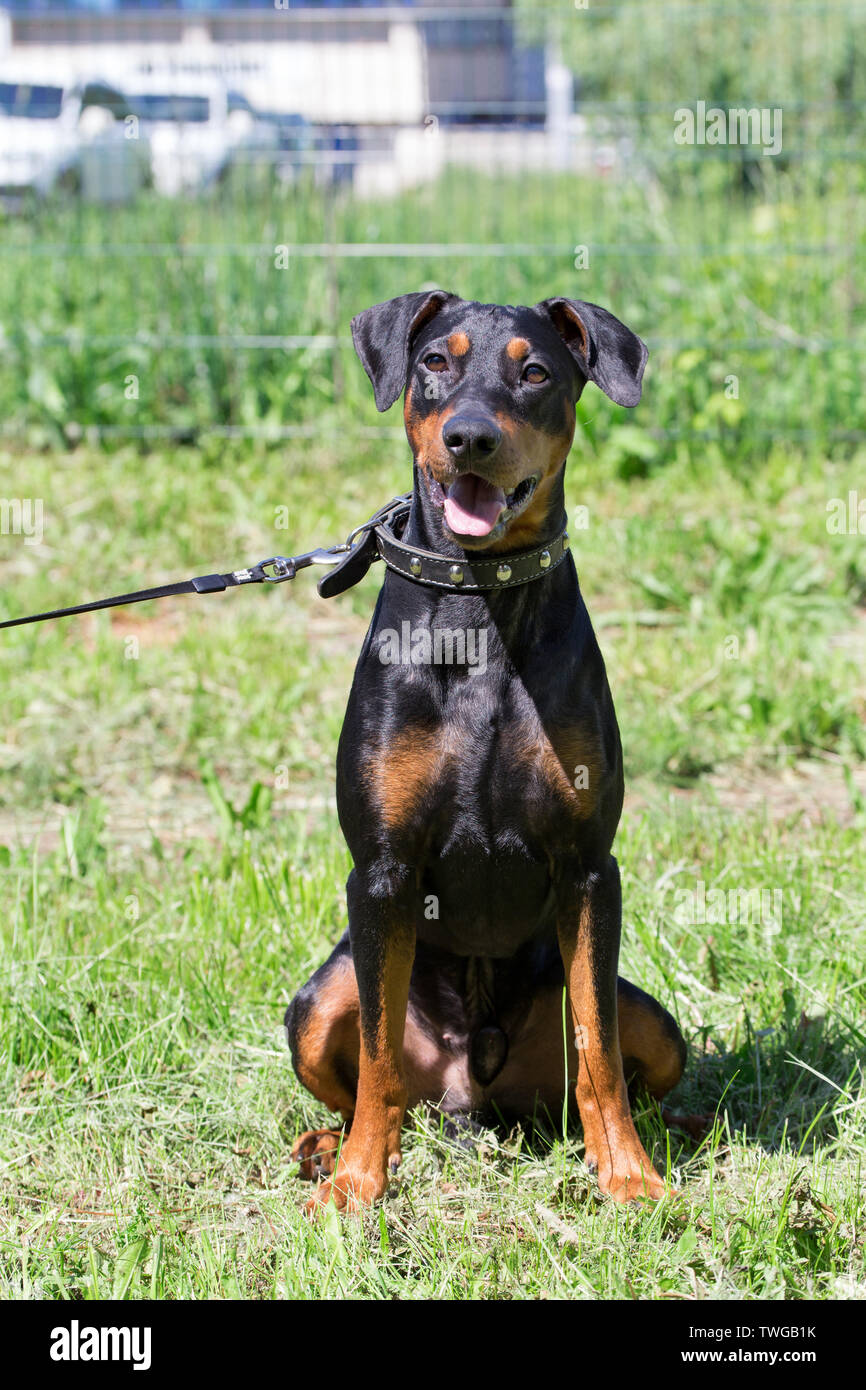 German pinscher puppy is sitting on a green meadow. Pet animals. Purebred dog. Stock Photo