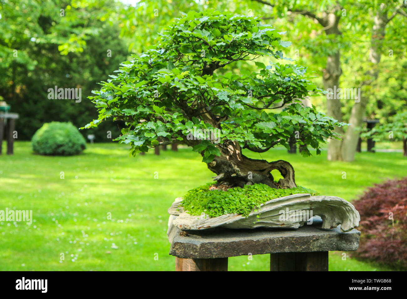 A picture from the part of the botanical garden, which is made in