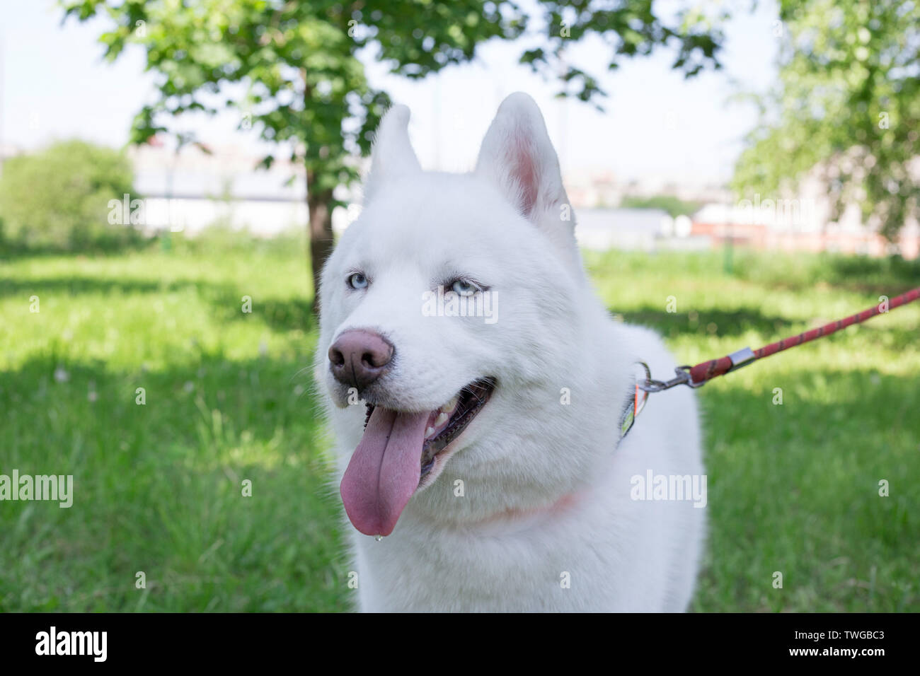 husky white blue eyes puppy