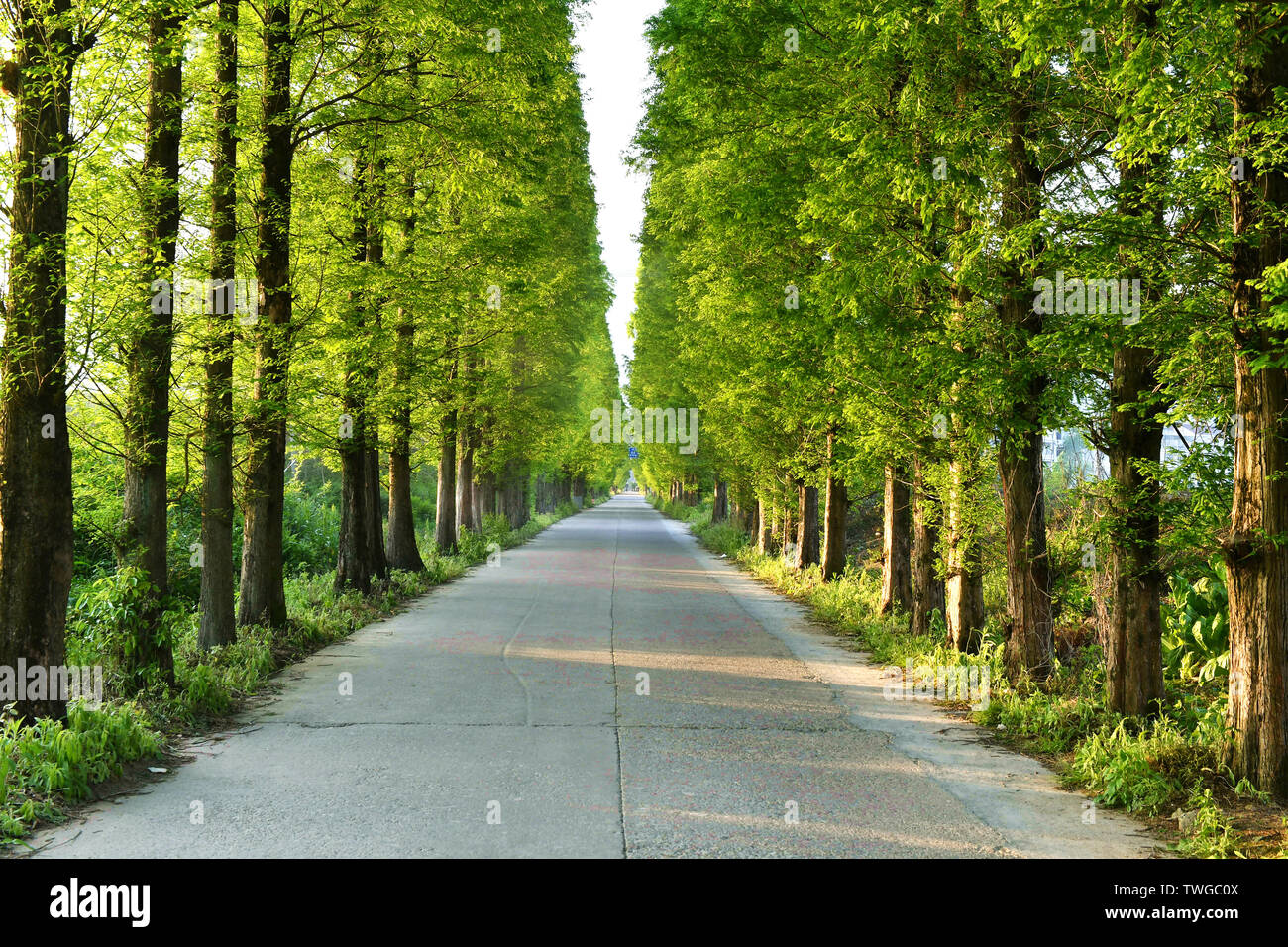 Green Village Road Stock Photo Alamy