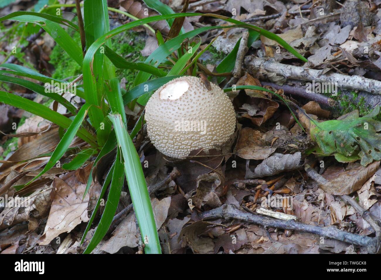 The Blusher Fungi (Amanita rubescens) on the Floor of Hembury Woods. Dartmoor, Devon, UK. Stock Photo