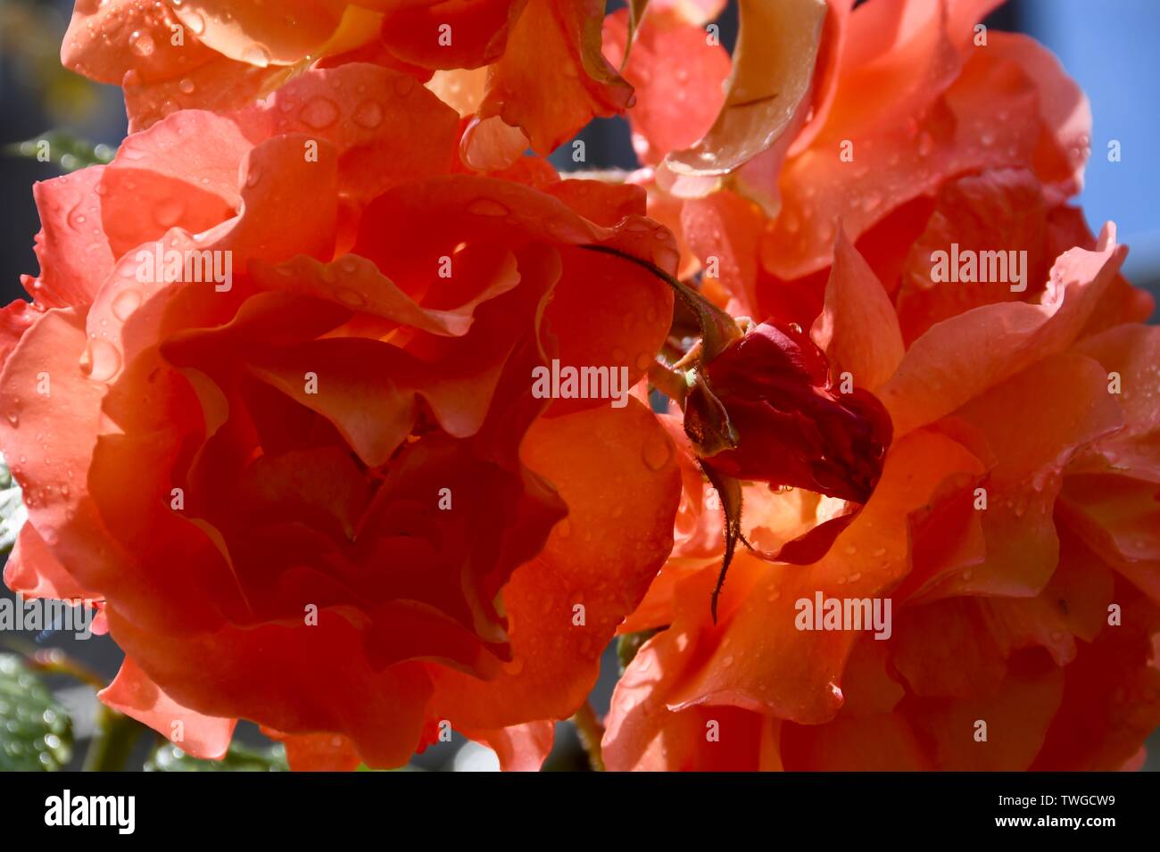 Nectar Rose High Resolution Stock Photography and Images - Alamy