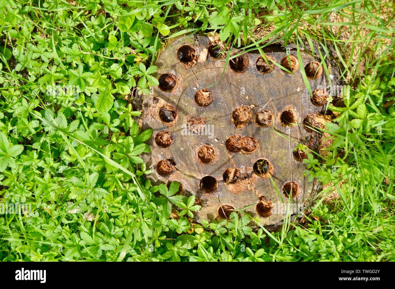 holes in a tree stump to make it rotten more easily Stock Photo - Alamy